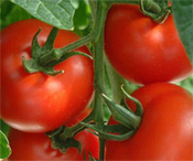 local supply fresh produce for your restaurant in Dallas